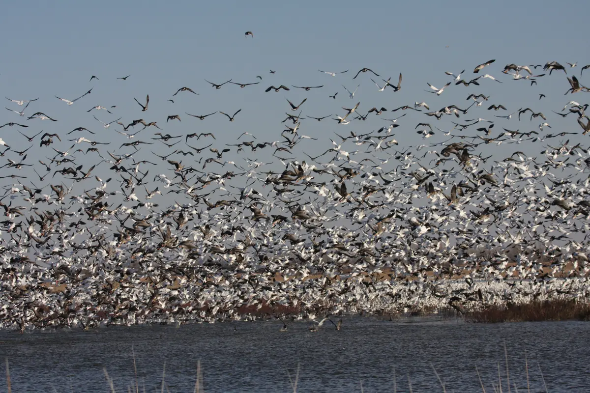 A huge flock of white snow geese and darker geese lifting off a marsh into a pale blue sky