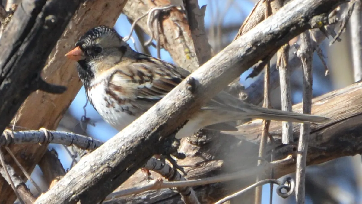 A large sparrow with a pink bill, black face and speckled black bib perched among bare tangled branches