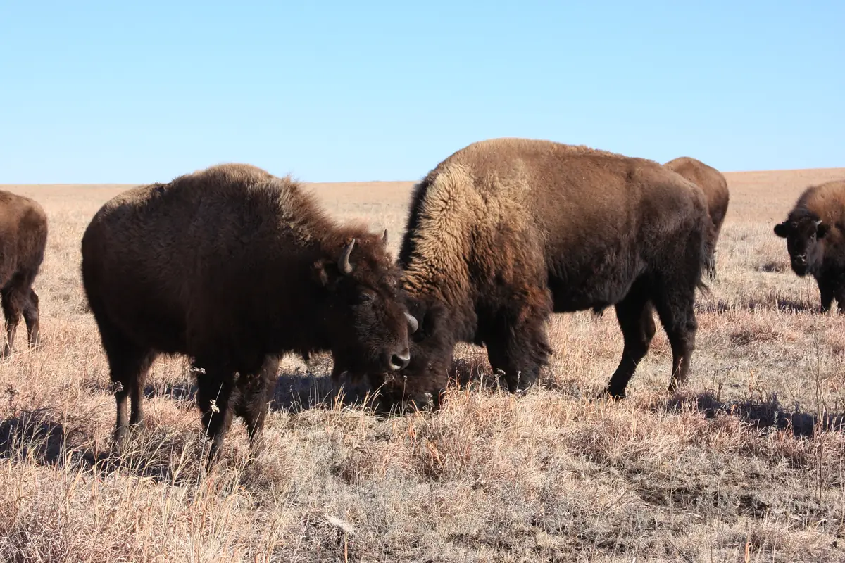 Several shaggy brown bison grazing on dry, tan winter prairie grass under a clear blue sky