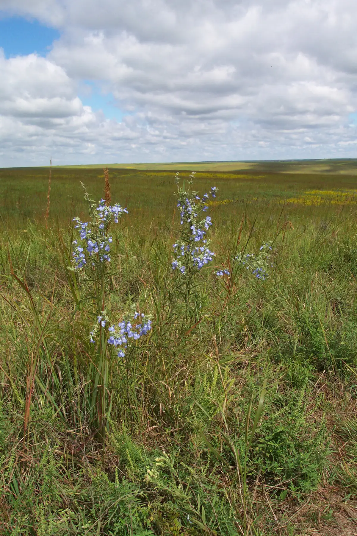 Spikes of pale blue wildflowers standing above tall prairie grass that stretches to a wide, cloudy horizon
