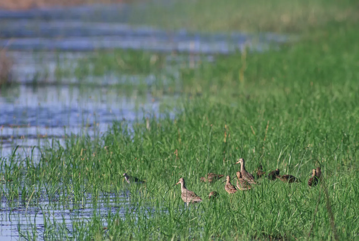 A small flock of long-billed brown shorebirds standing in green grass at the edge of shallow water