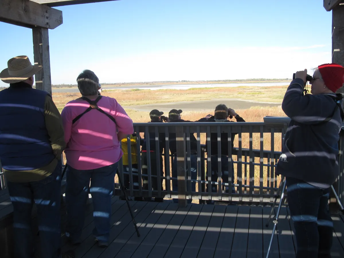 Birders with binoculars and a spotting scope on a covered wooden deck overlooking a flat marsh