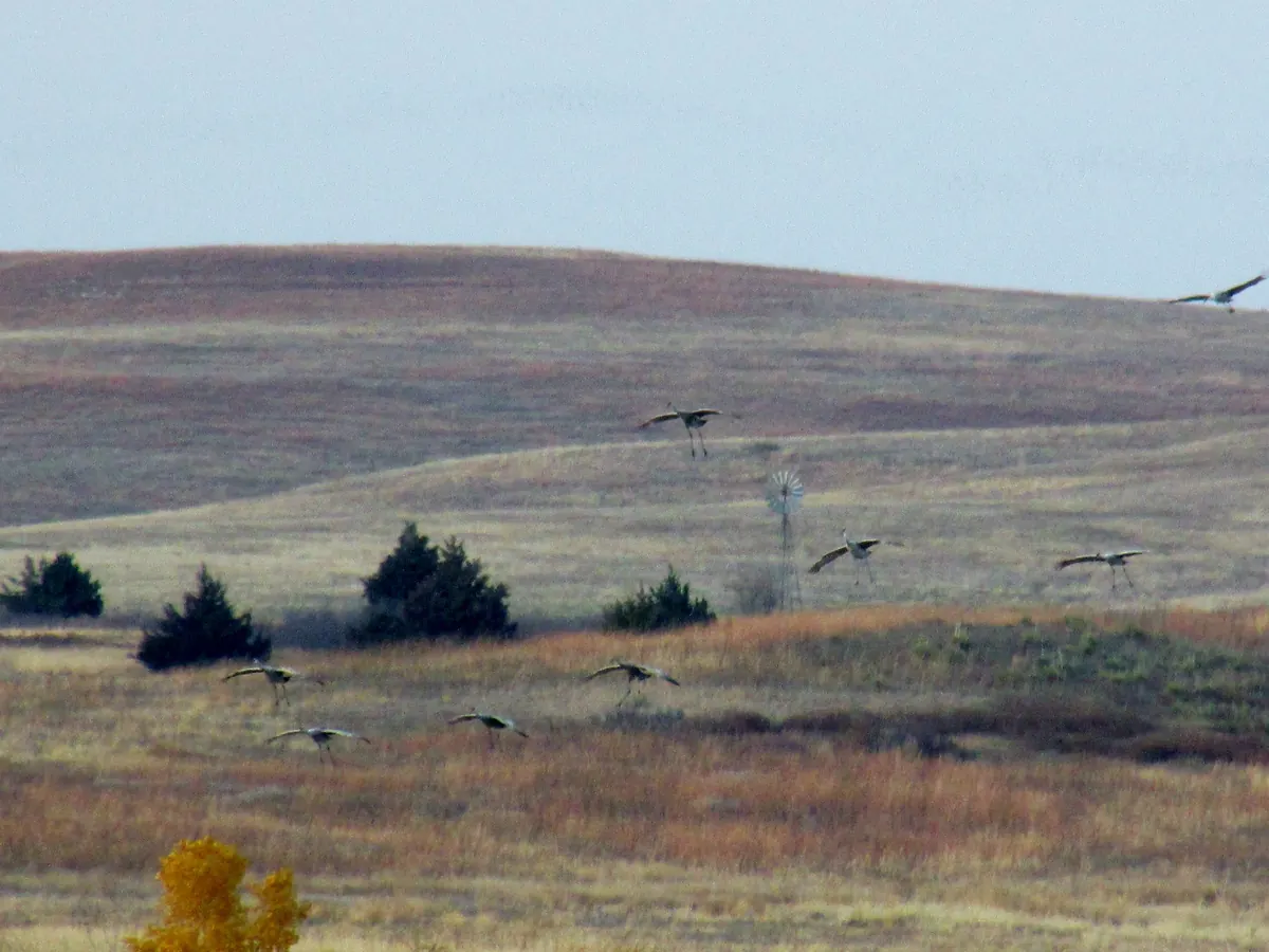 Sandhill cranes gliding down over rolling reddish-brown prairie hills dotted with cedars and a windmill