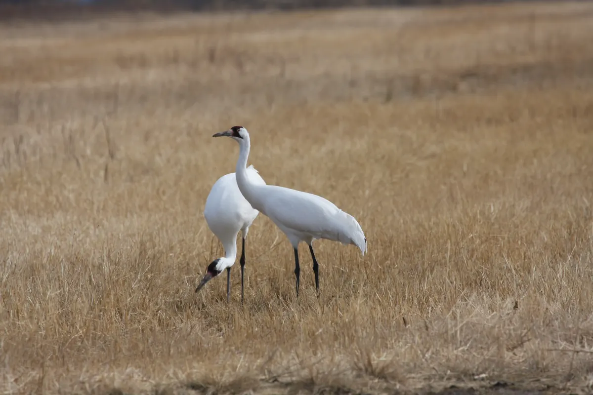 Two white whooping cranes with black-and-red heads, one bending to feed, in a field of dry tan grass