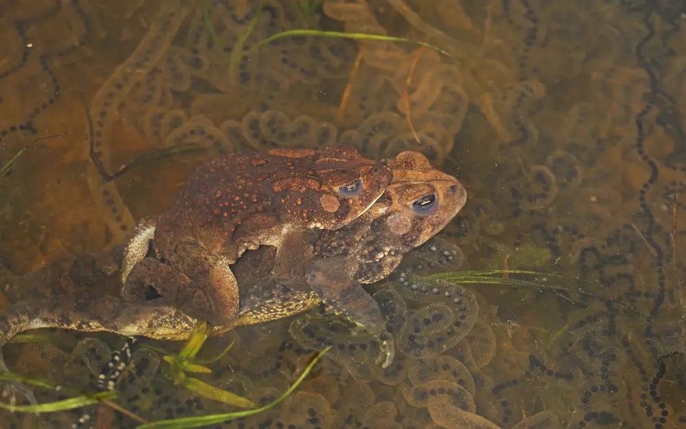 A pair of American toads in shallow water, the male clasping the female, among long strings of black eggs.