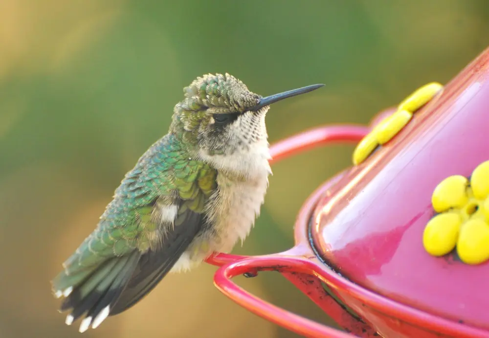 A young ruby-throated hummingbird perched on the rim of a red feeder, its green back and white underparts in soft light.