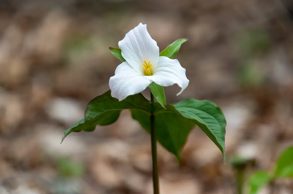 A single white three-petaled trillium flower with yellow stamens above three broad green leaves on a leafy forest floor.