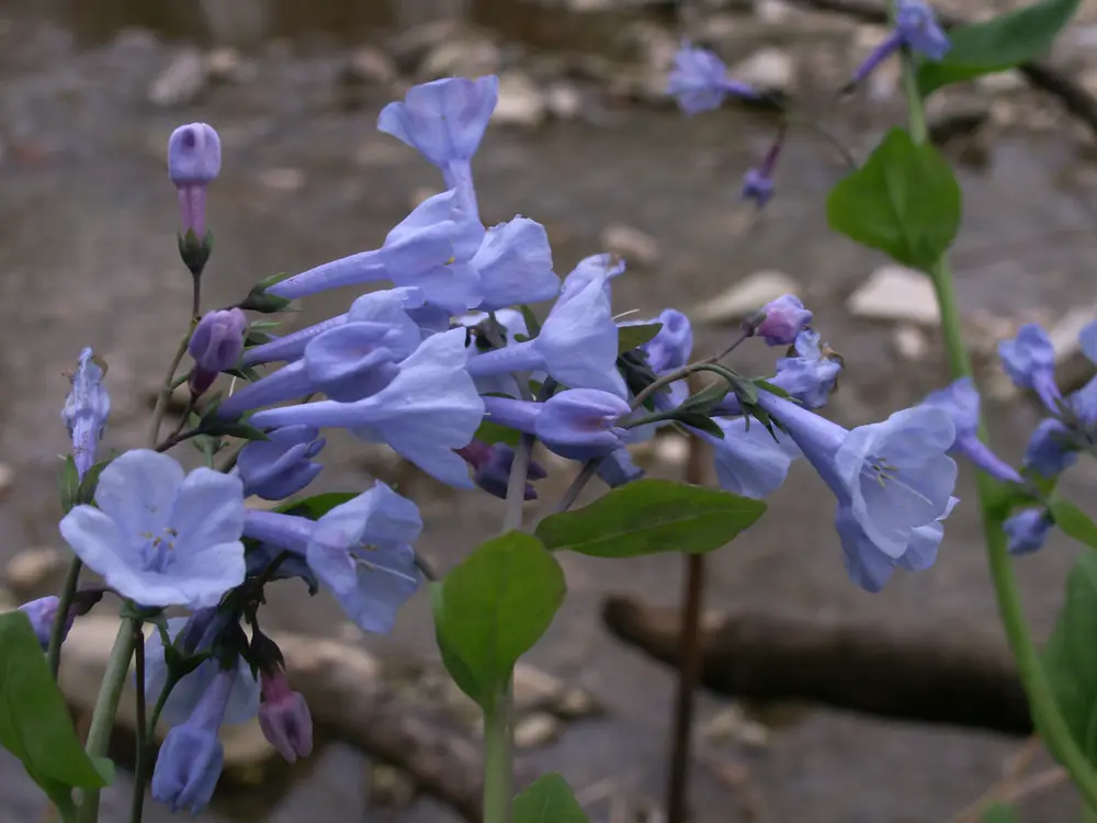 Hanging blue-lavender Virginia bluebell flowers and pink buds on green stems above a rocky creek bed.