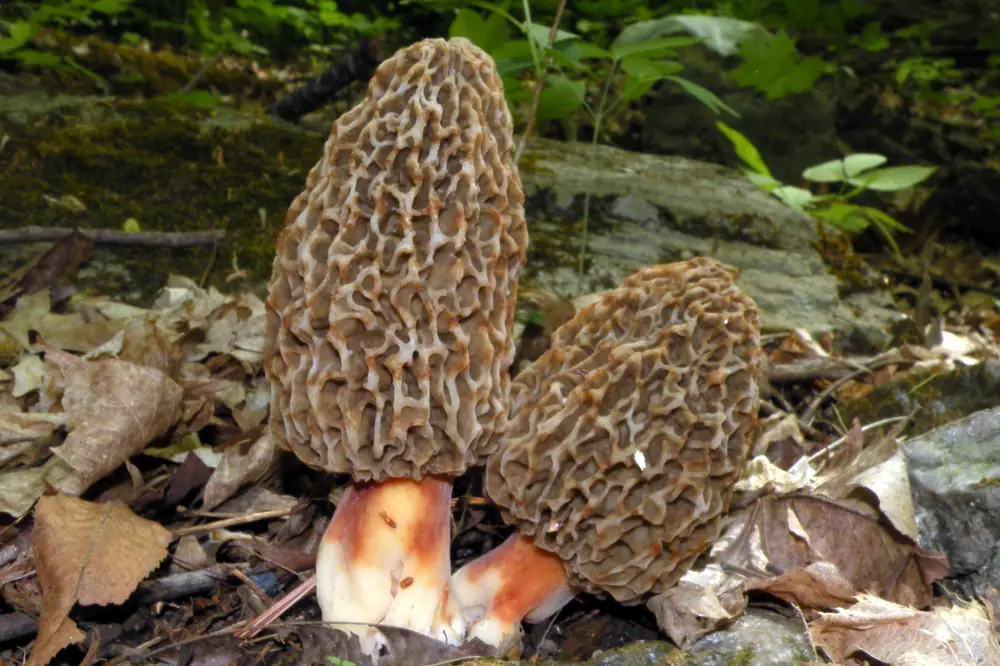 A honeycombed brown morel mushroom growing from the leaf litter of a forest floor.