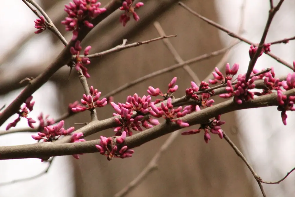 Clusters of bright pink-magenta redbud flowers cover bare gray branches against a soft blurred background
