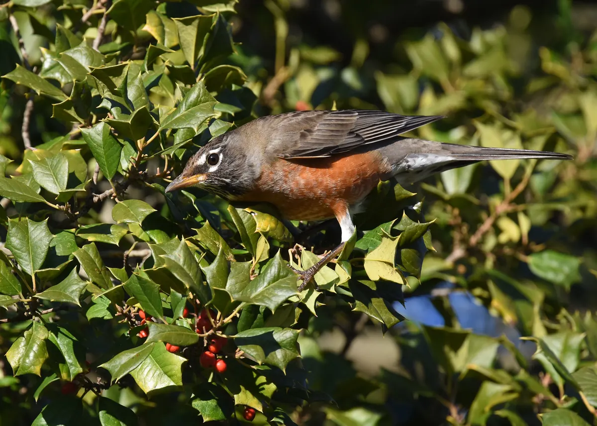 An American robin perches among glossy, spiny holly leaves above a cluster of bright red berries.