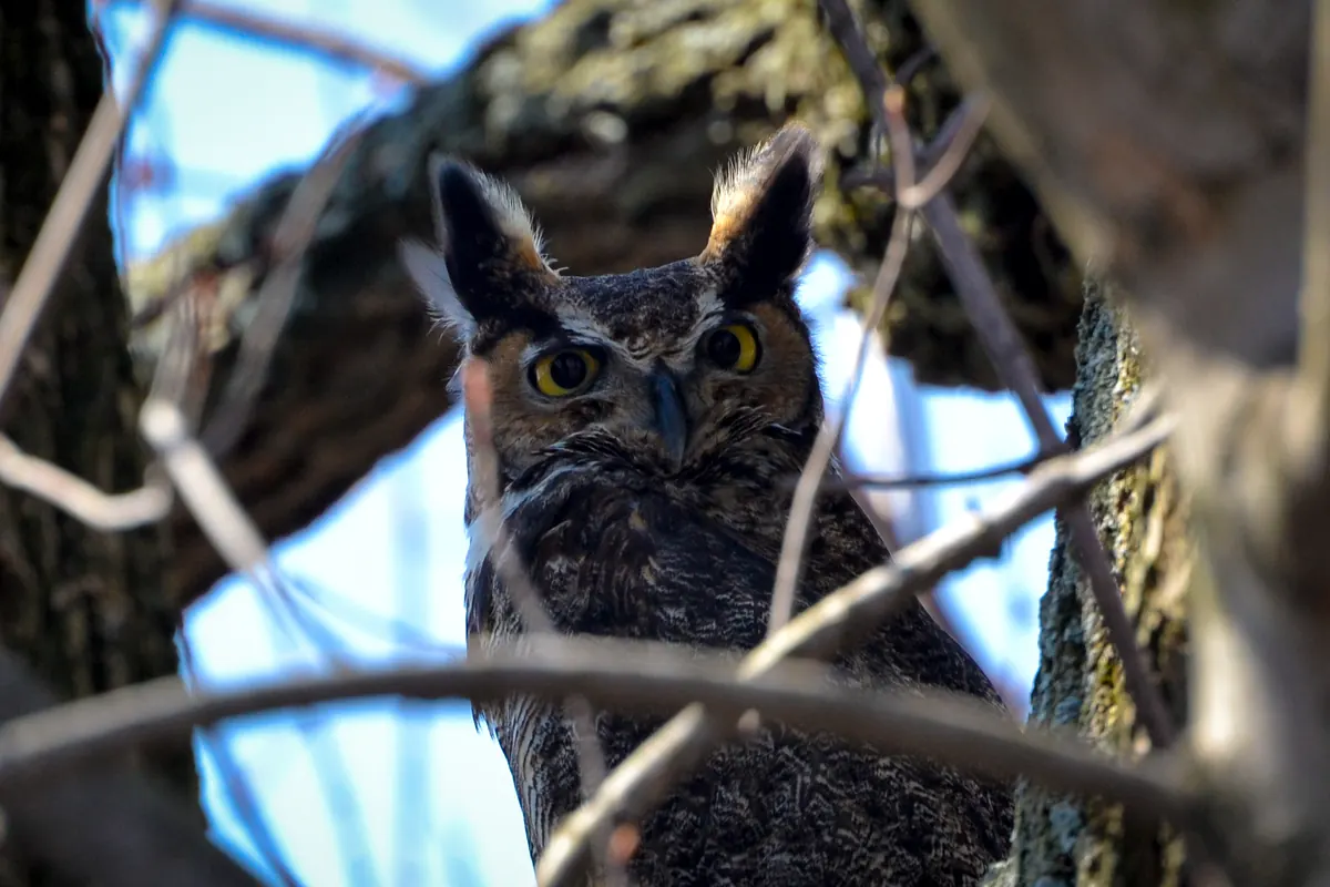 A great horned owl with tall ear tufts and yellow eyes peers through bare branches against a blue sky.