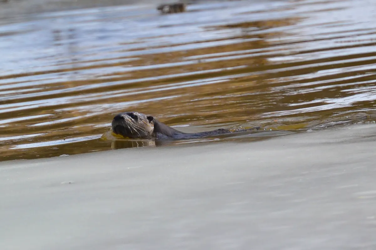 A river otter swims with only its sleek brown head above rippled water, next to a sheet of pale ice.