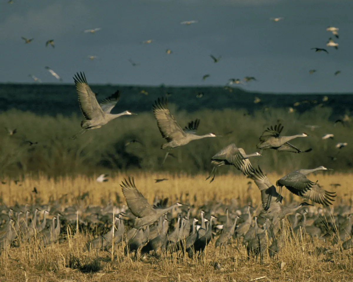 Dozens of gray sandhill cranes with long necks and trailing legs lift off from a field of tawny winter grass, with more cranes flying in the sky beyond.