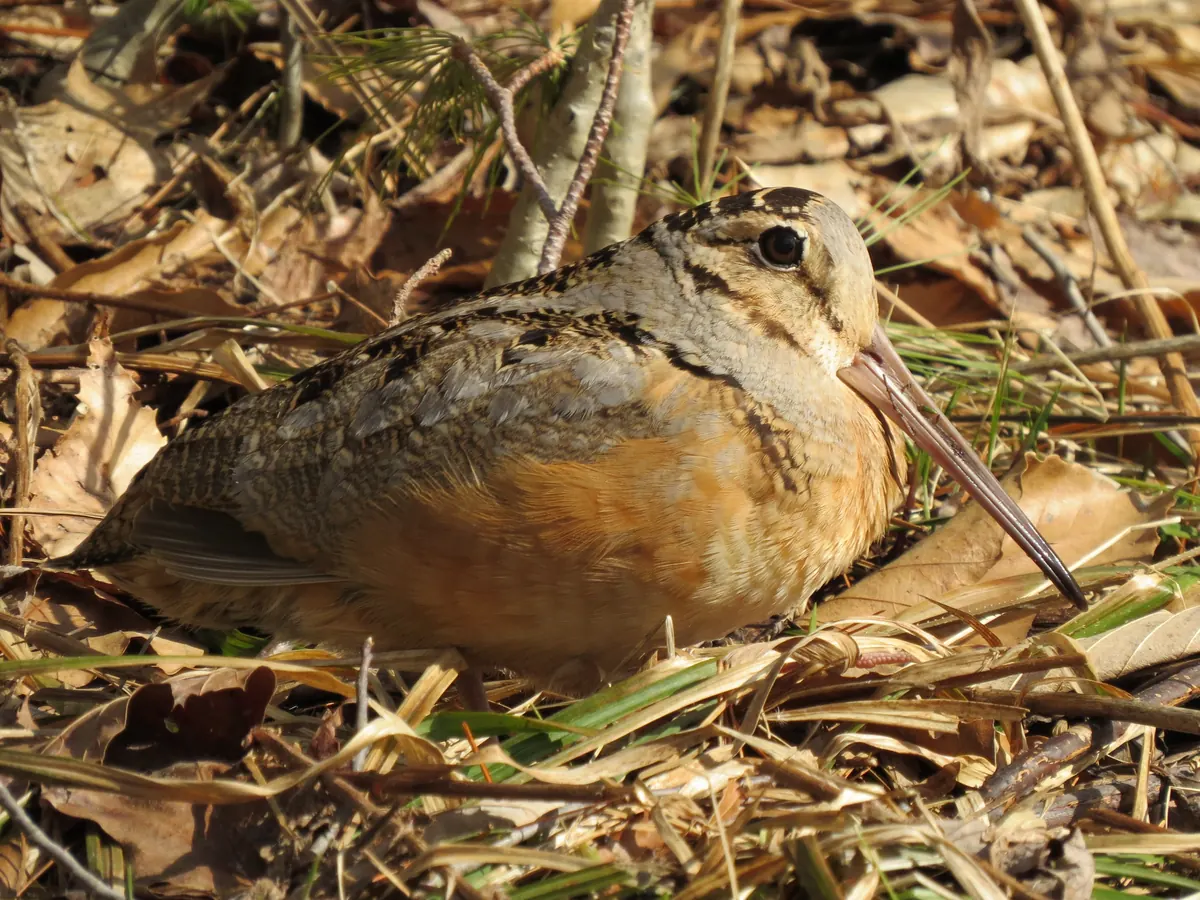 A plump, cinnamon-breasted woodcock with a very long bill crouched among dry leaves and grass