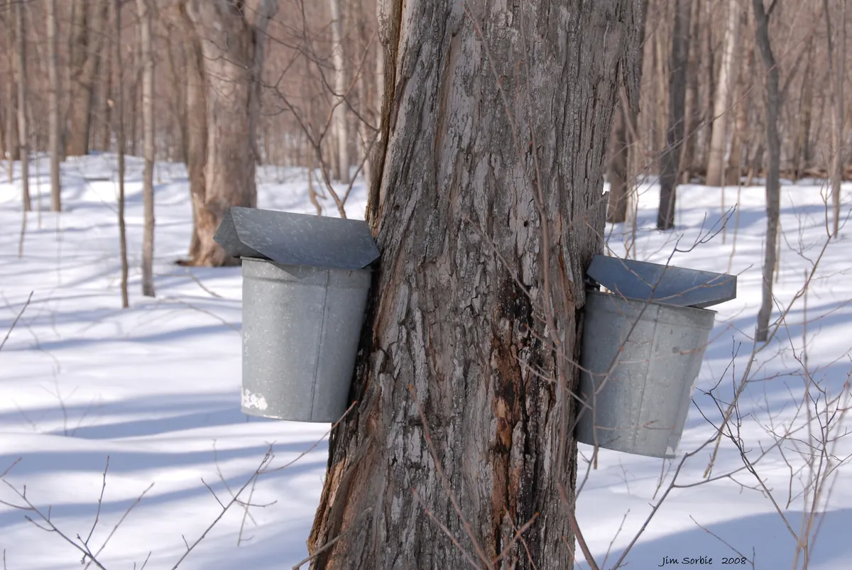 Two lidded metal sap buckets hanging on a maple trunk in a snowy, leafless woodland