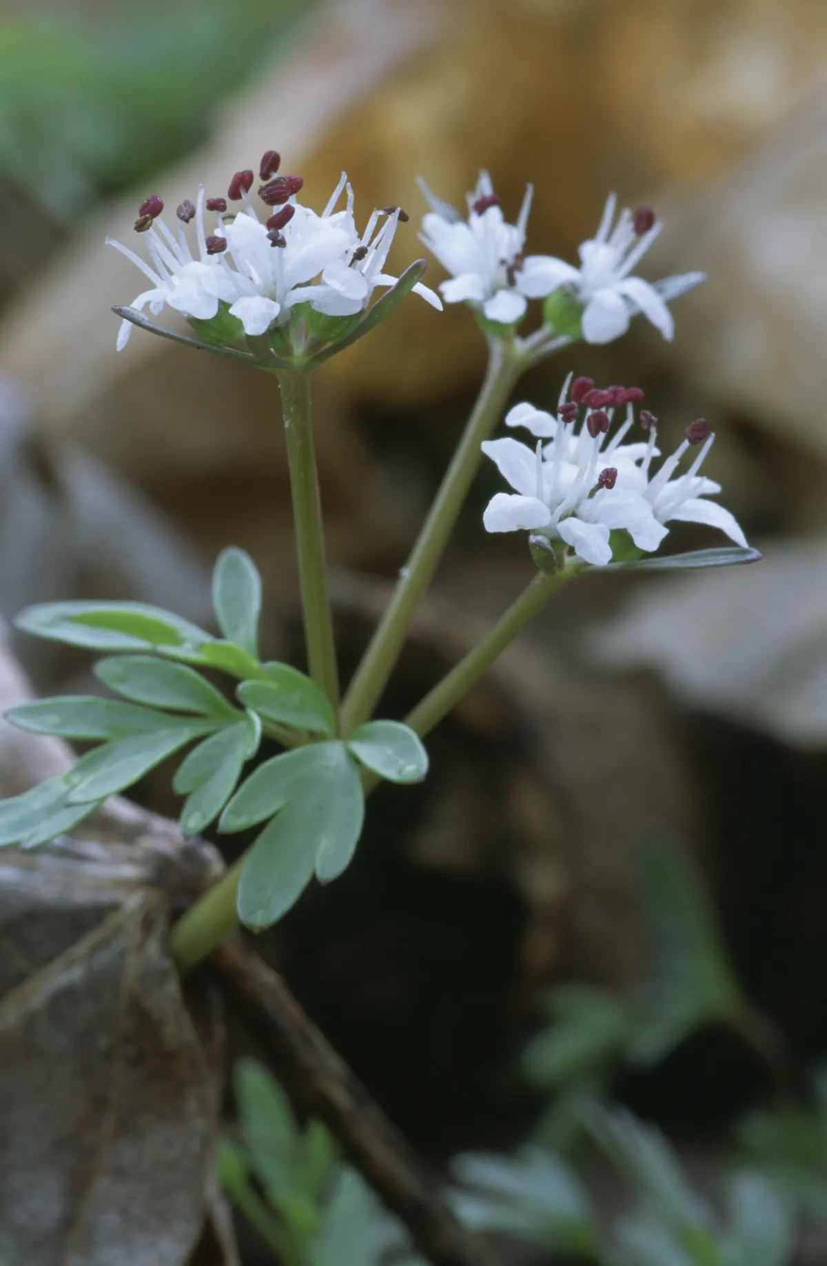 Three small stalks of harbinger of spring with clusters of tiny white flowers and dark red anthers above lobed blue-green leaves