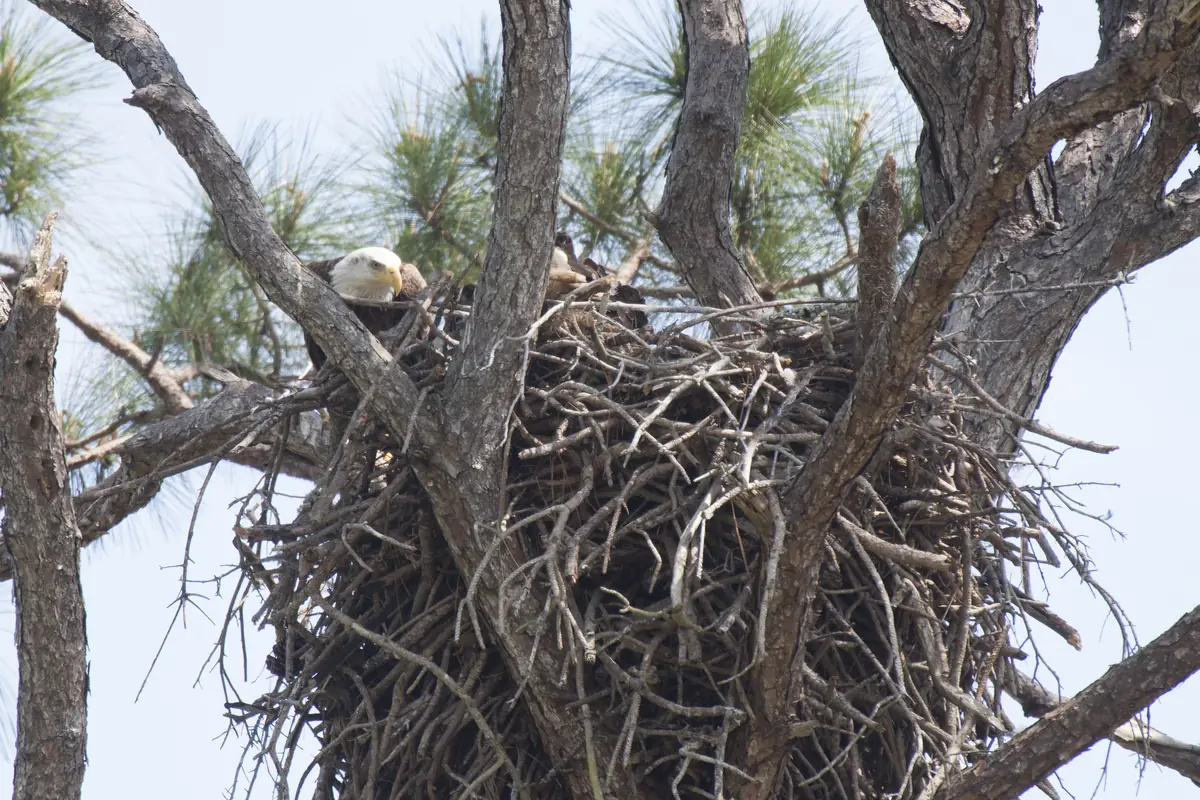 An adult bald eagle peering over the rim of a large stick nest in the fork of a pine, with a second eagle partly hidden behind it