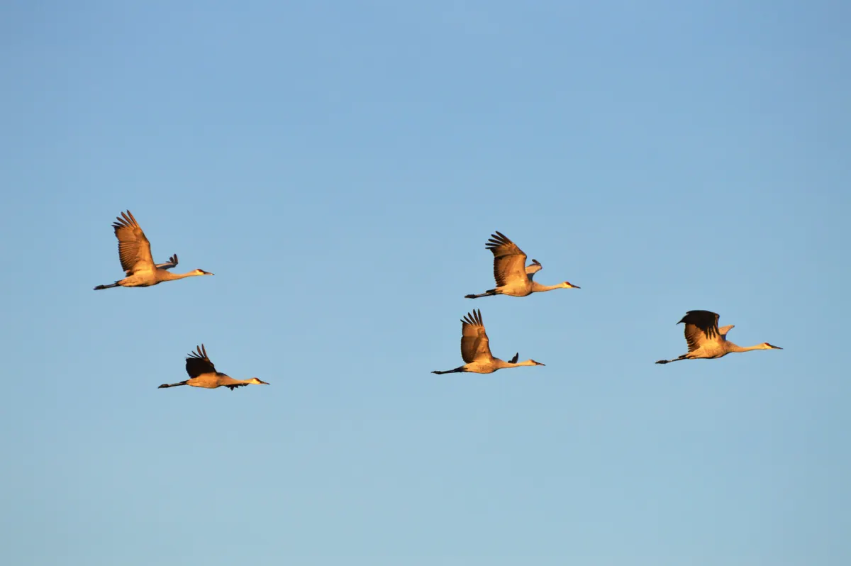 Five sandhill cranes flying in loose formation with necks and legs stretched out, lit gold by low sun against a clear blue sky