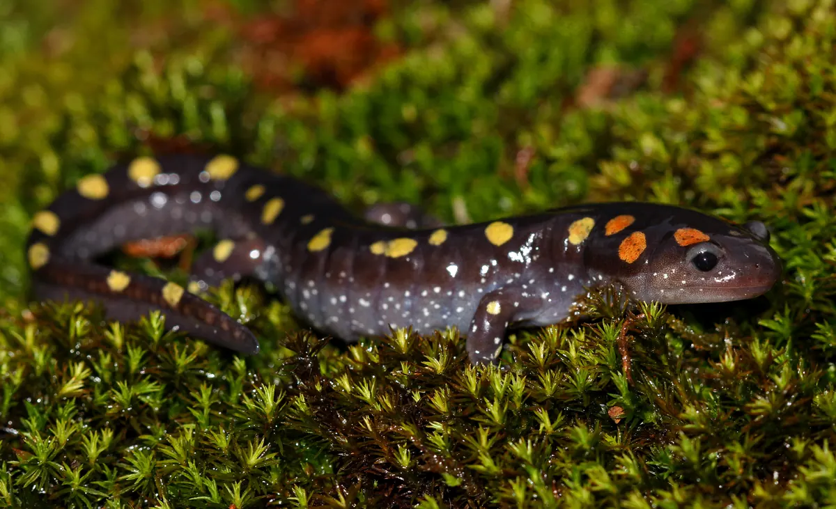 A dark spotted salamander with rows of yellow and orange spots resting on wet green moss