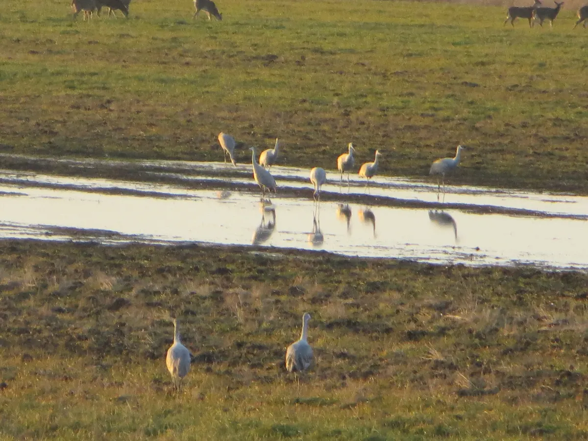 A group of sandhill cranes standing in a shallow pool on a field, with deer grazing in the background.