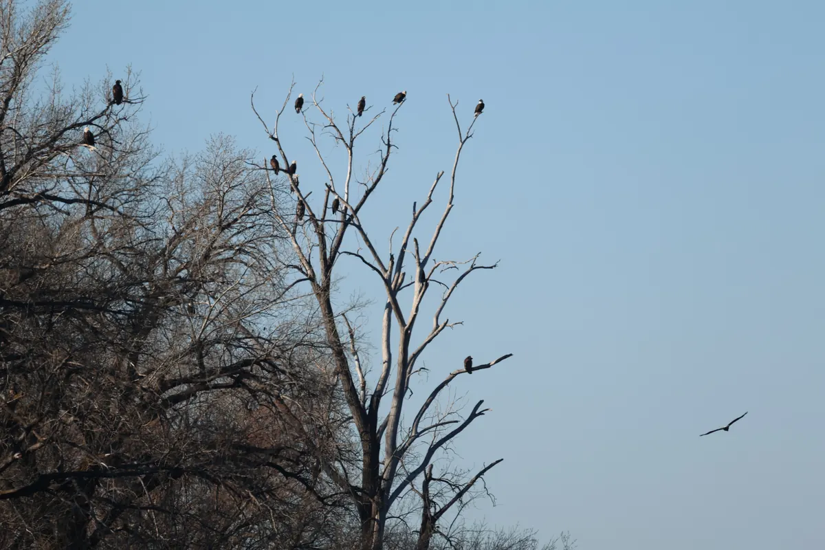 Several bald eagles perched in the tops of a bare cottonwood against a gray-blue sky, with other bare trees beside it.