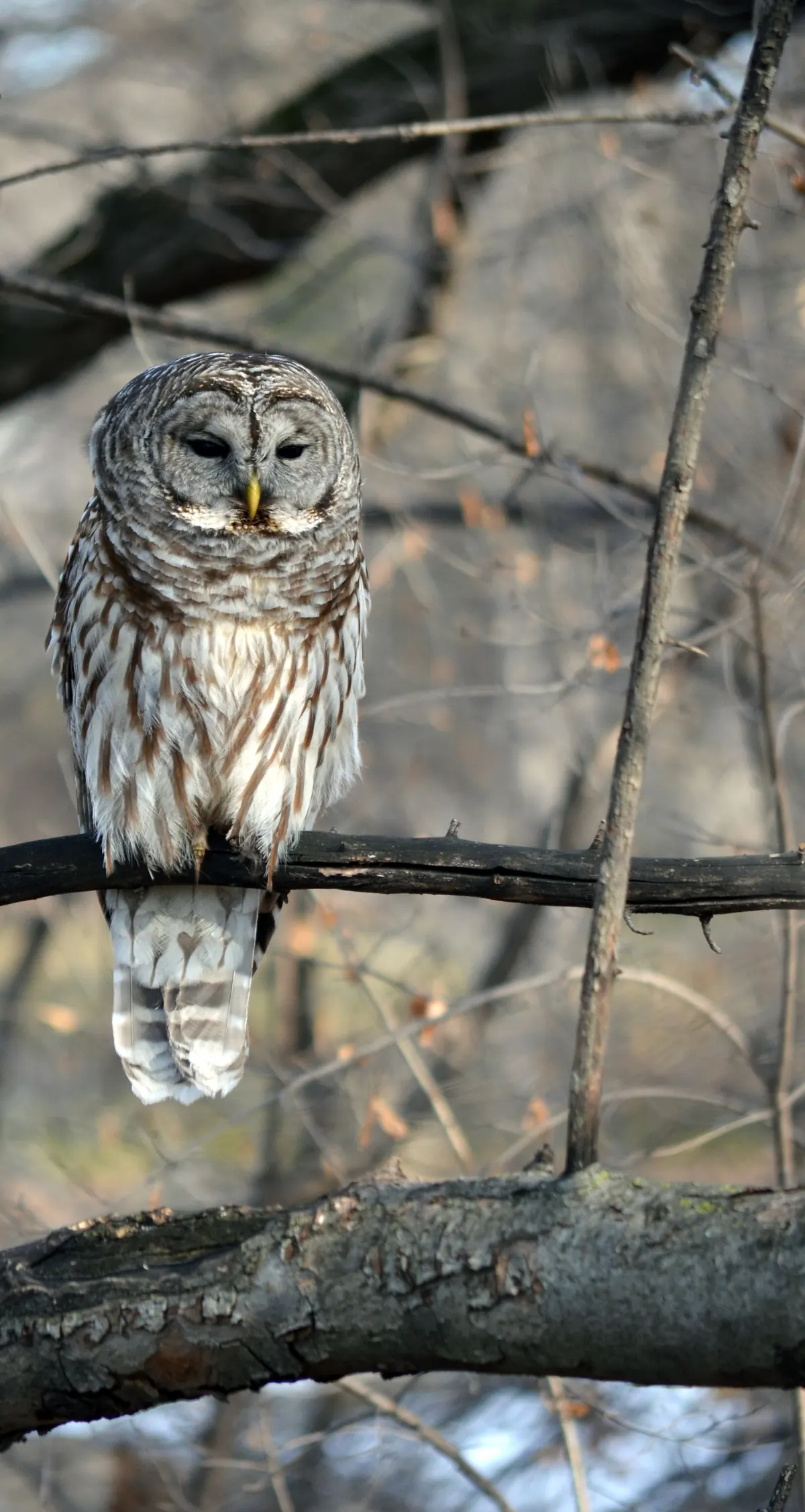 A barred owl with a streaked chest perched upright on a branch in leafless woods.