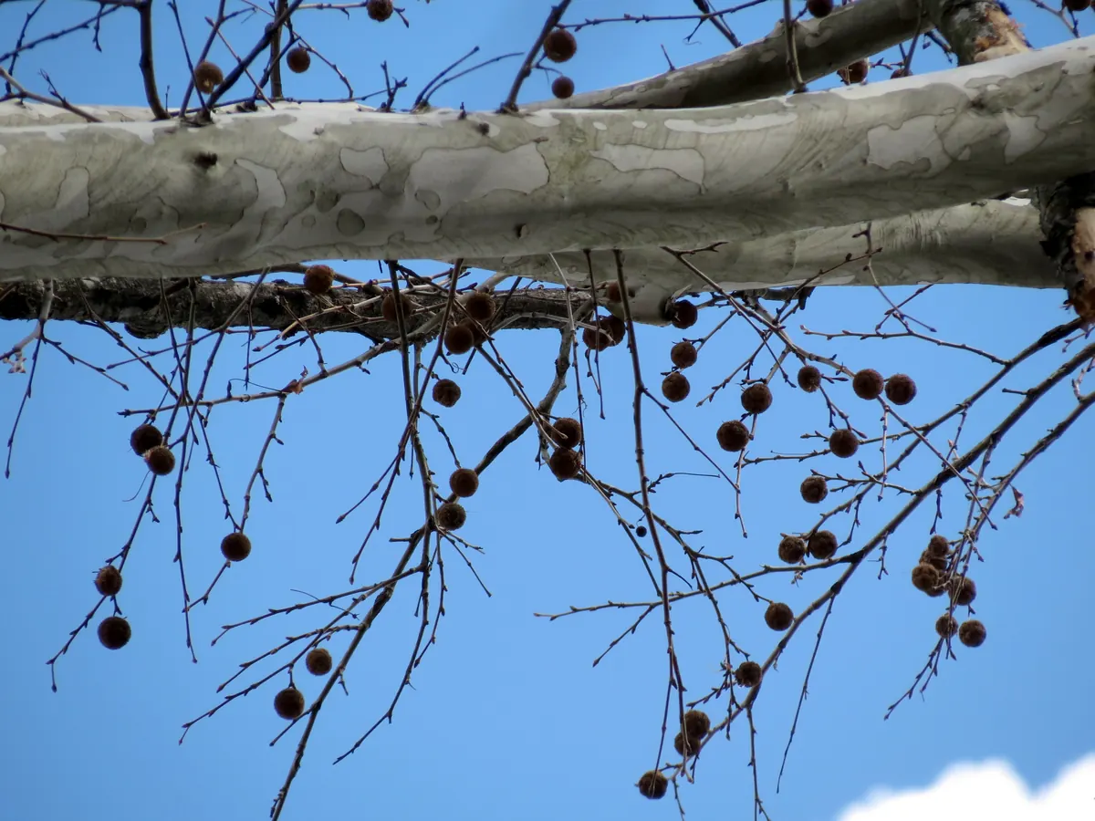A pale, mottled sycamore limb against a blue sky, with dark seed balls hanging from the bare twigs below.