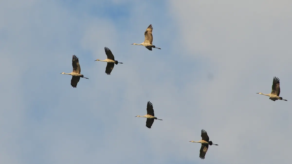 Six sandhill cranes flying with long necks and legs outstretched against a pale blue sky with clouds