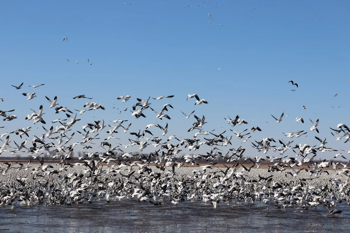 A huge flock of white snow geese lifting off from open water under a blue sky