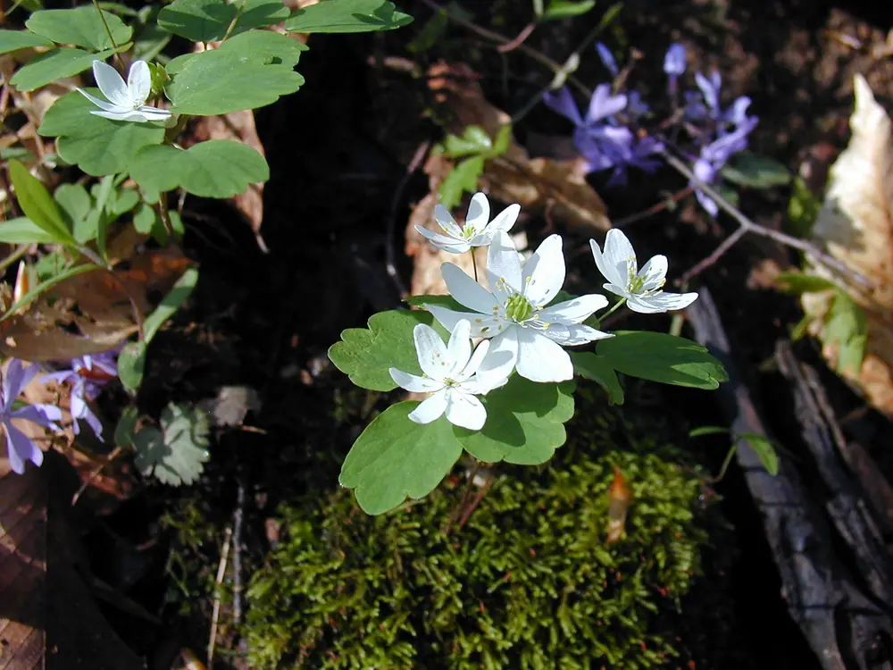 White rue anemone flowers above rounded leaves on a mossy forest floor, with a cluster of violet-blue phlox behind them