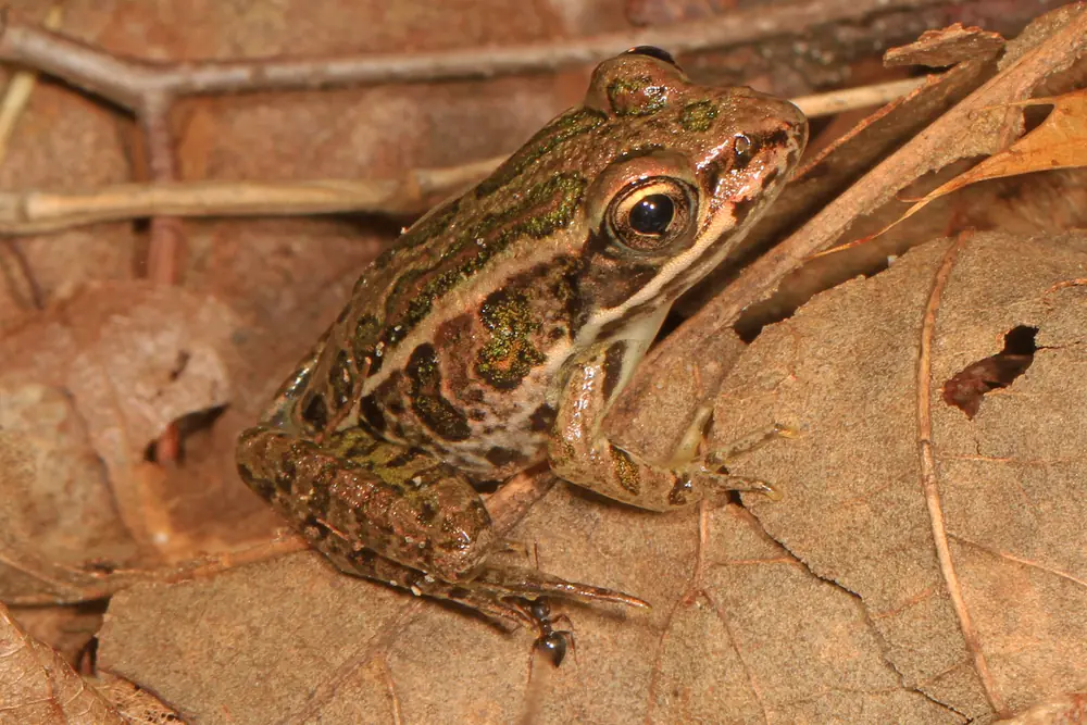 A pickerel frog with dark rectangular spots in rows on its back, sitting on dry brown leaves