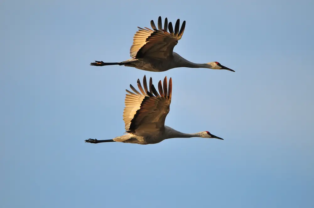 Two sandhill cranes flying side by side against a pale blue sky, wings raised, necks and legs stretched out, lit gold by low sun