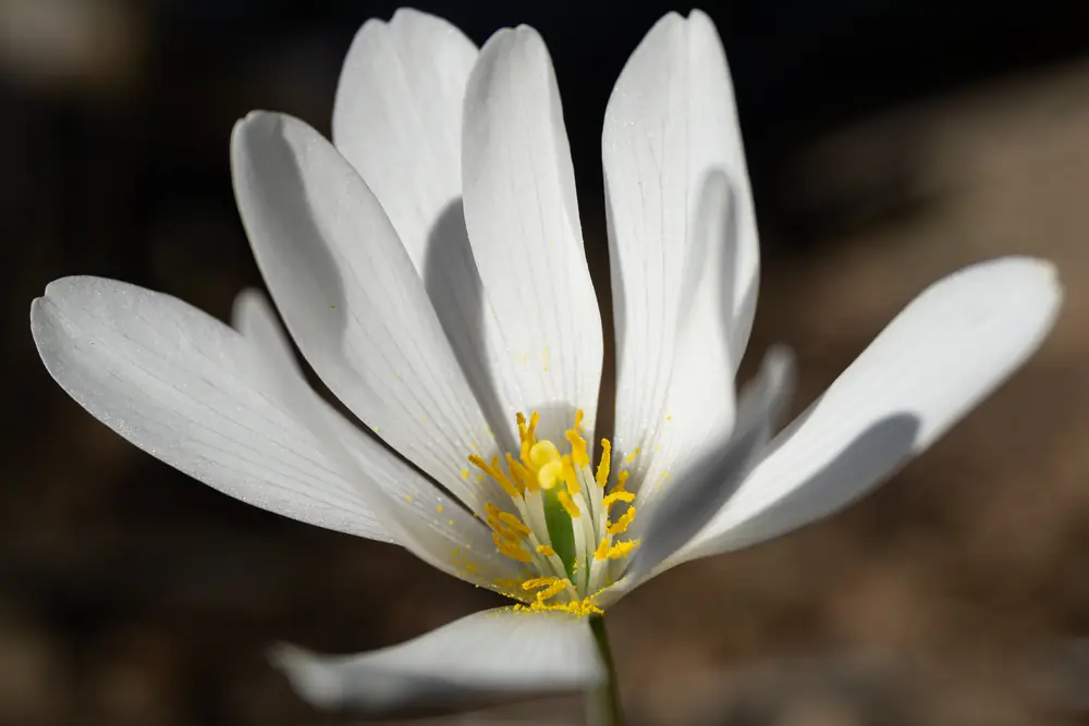 A single white bloodroot flower with many narrow petals and a bright yellow center, seen close up against a dark background