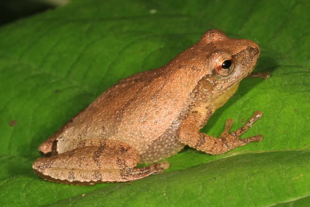 A small tan spring peeper with a faint X on its back resting on a broad green leaf