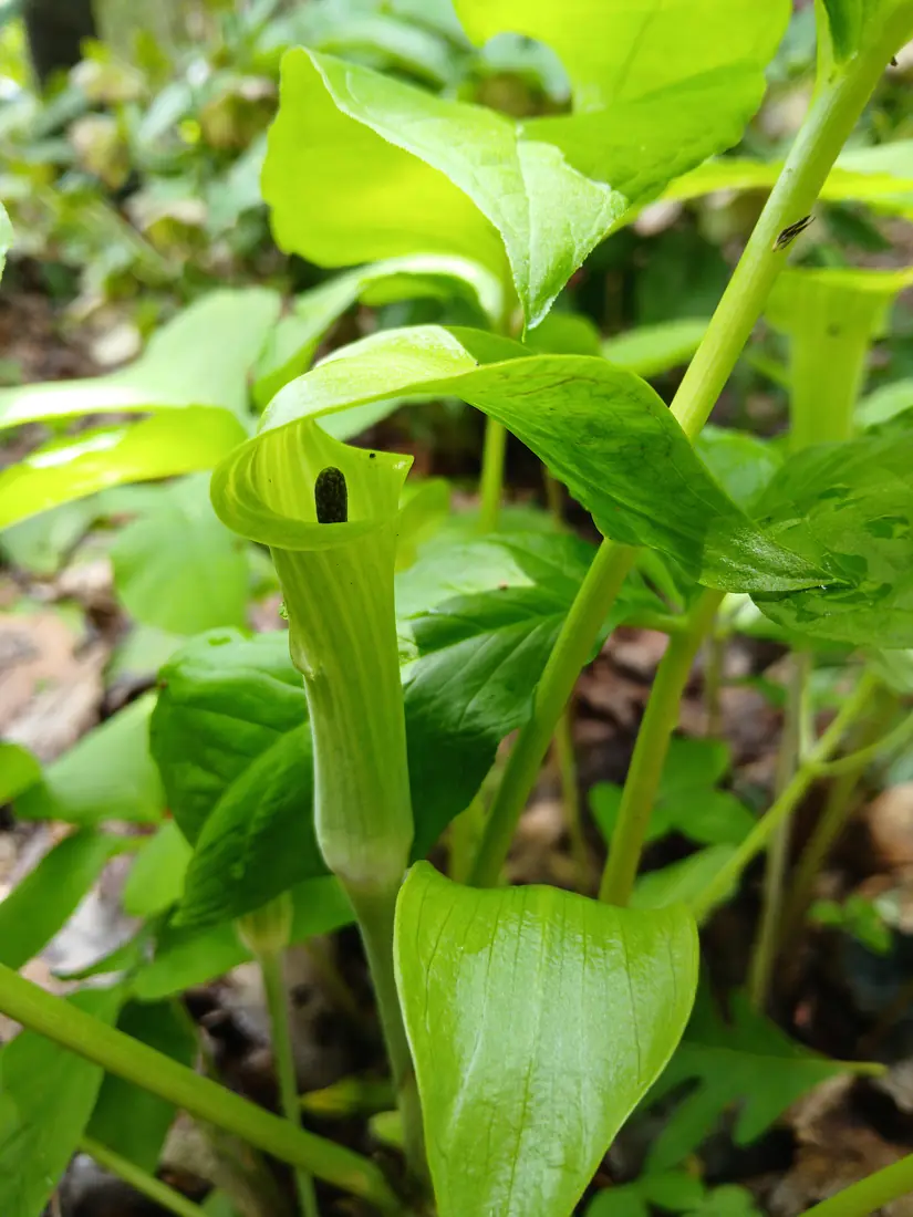 A striped green-and-purple jack-in-the-pulpit hood arching over a trio of leaves on a woodland floor.