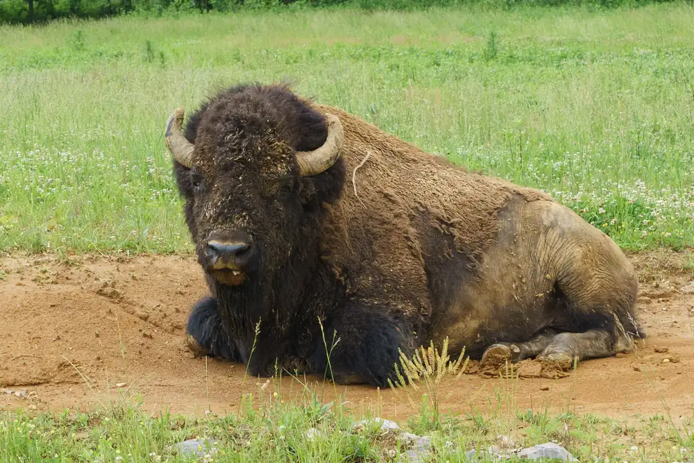 A shaggy brown bison bull rests on bare ground at the edge of a green meadow