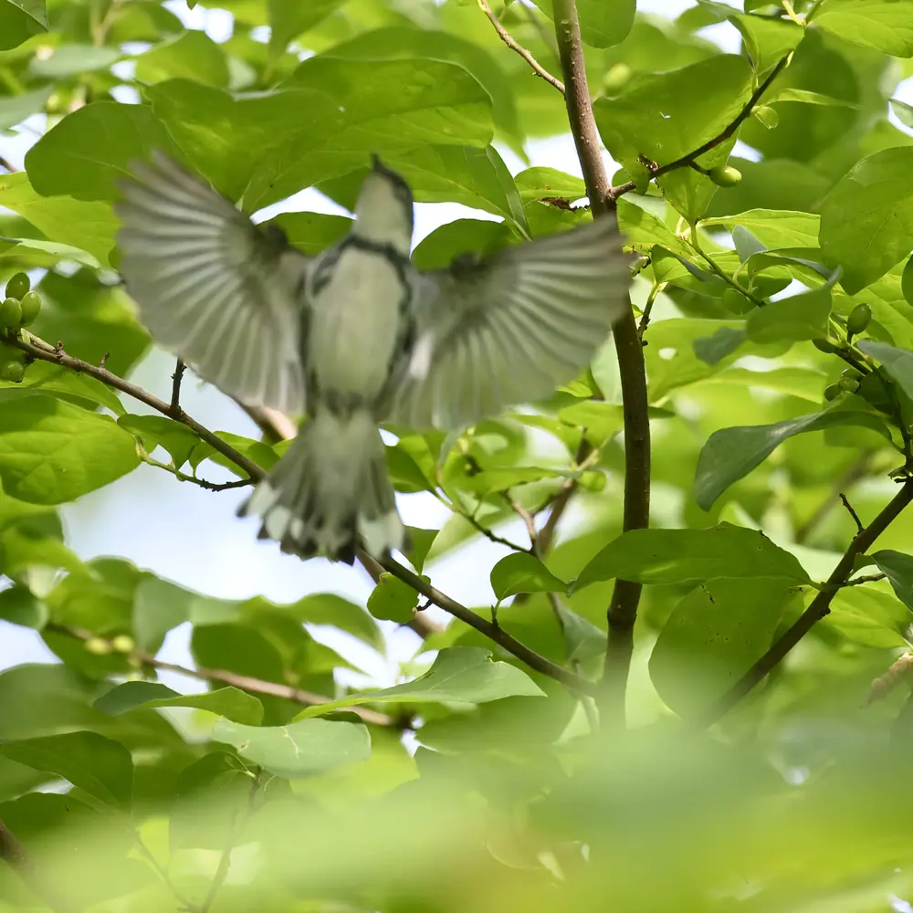 A small blue-and-white cerulean warbler with a dark necklace band perched on a leafy branch.
