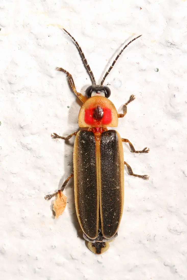 A Big Dipper firefly with a black body, orange-edged thorax and folded wing covers resting on a green leaf.
