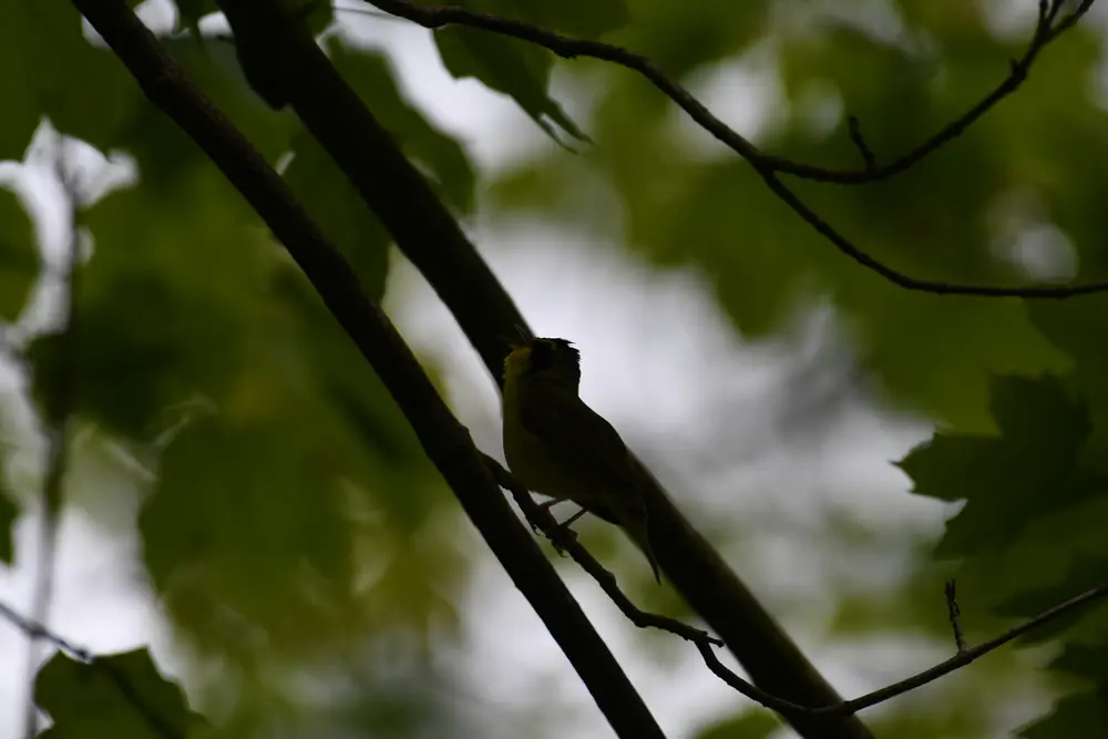 A yellow-bellied Kentucky warbler with a black mask and black sideburn stripe perched on a branch among fresh green leaves.