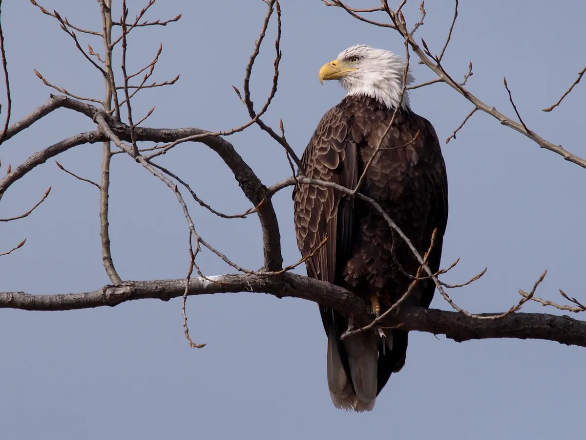 An adult bald eagle with a white head and yellow bill perches on a bare branch against a gray winter sky.