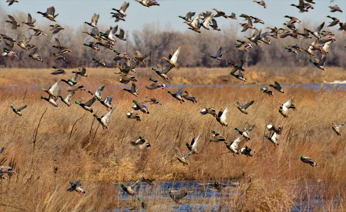 A large flock of mallards lifts off from a marsh of tall tawny grass and shallow water, wings beating against a pale sky.