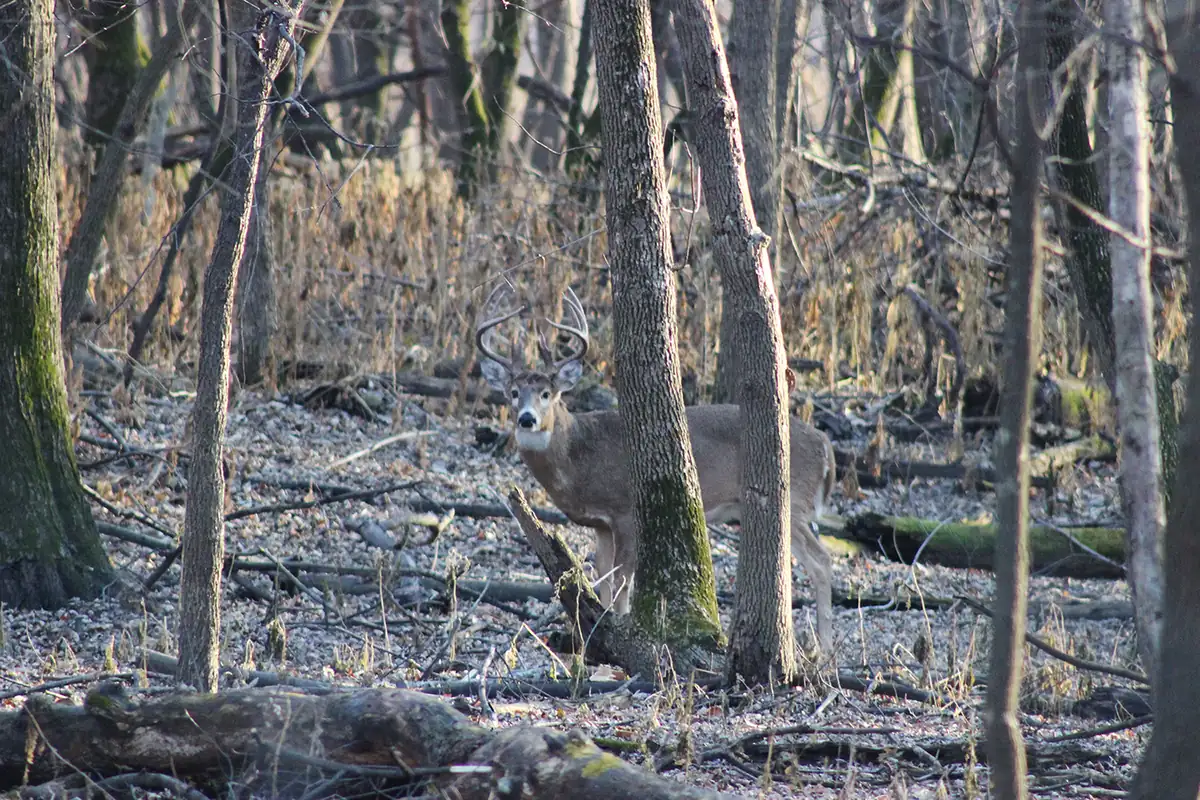 A white-tailed buck with a wide rack of antlers peers from behind a trunk among bare gray trees on a leaf-covered forest floor.