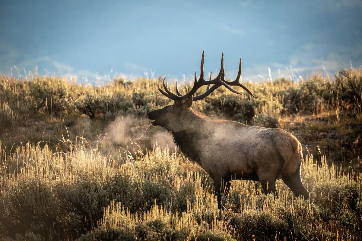 A bull elk with a wide rack of antlers raises its head and opens its mouth to bugle.
