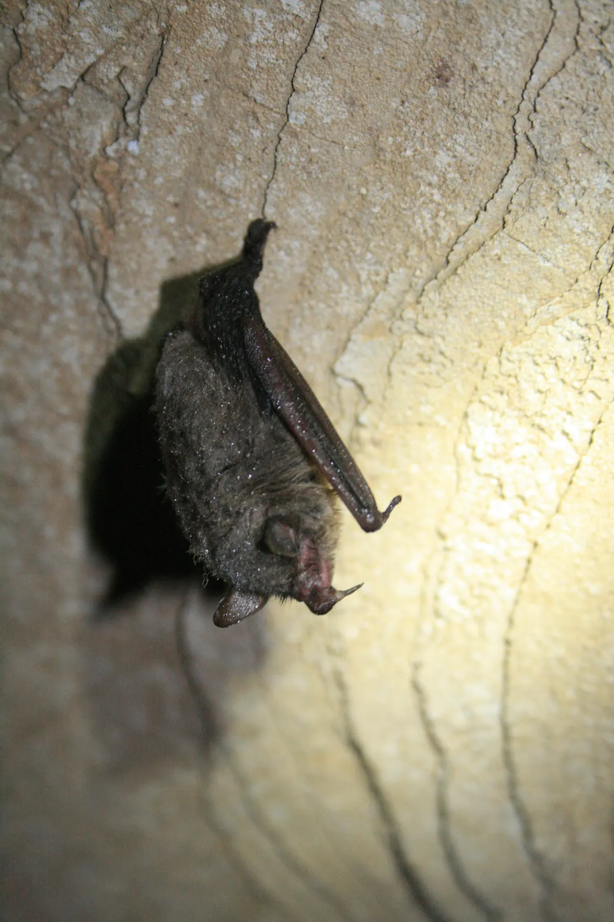 A small brown Indiana bat hangs upside down from a pale cave wall, its fur beaded with droplets of moisture.