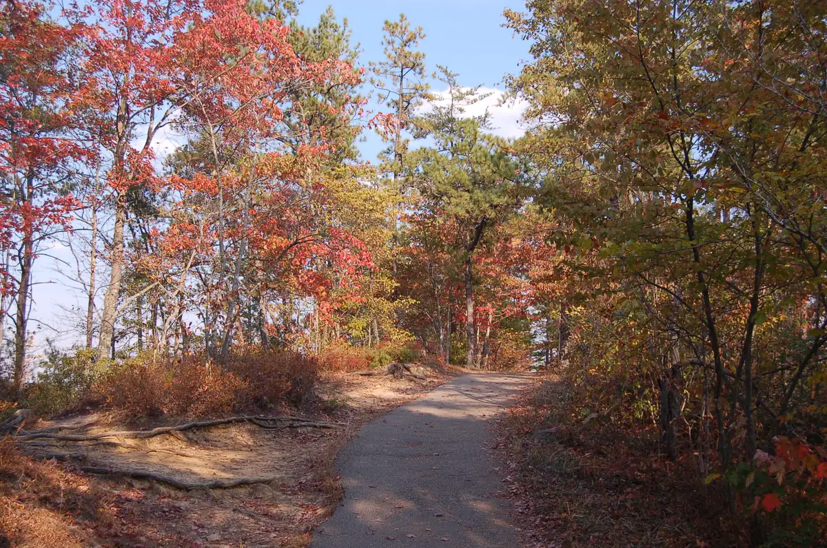 Hardwood trees in fiery red autumn color along the trail to Sky Bridge in the Red River Gorge.