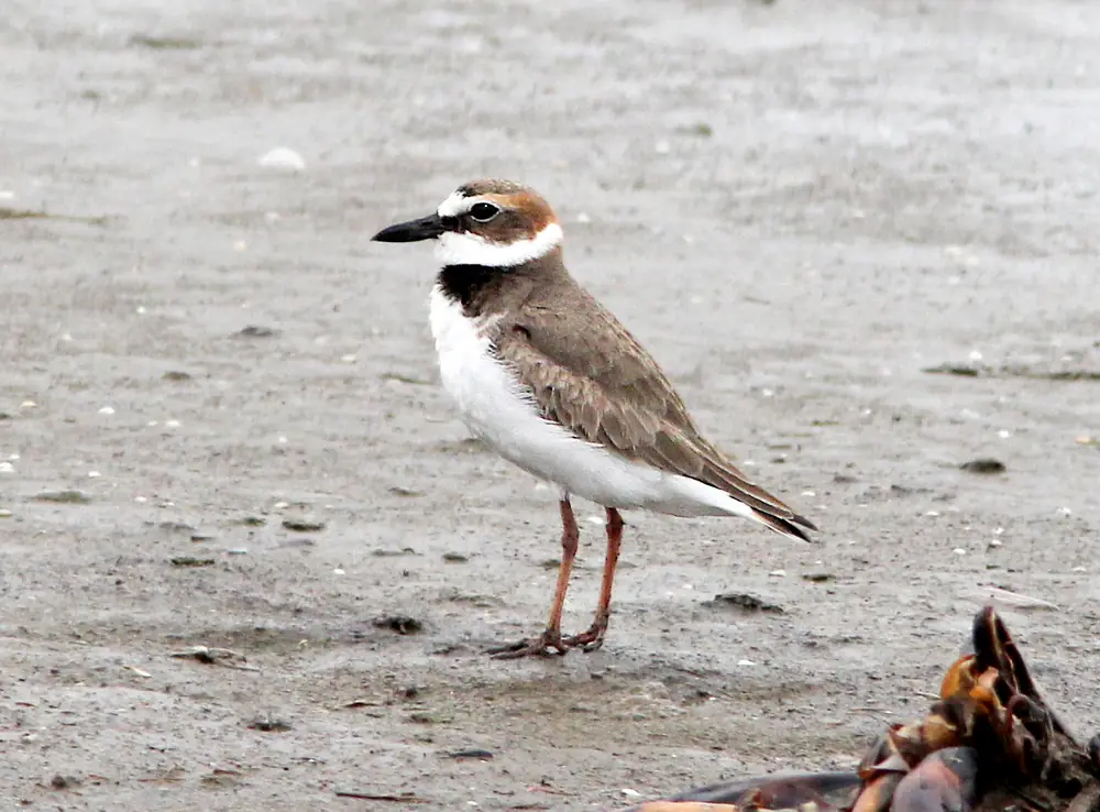A Wilson's plover with a thick black bill standing on open sand.