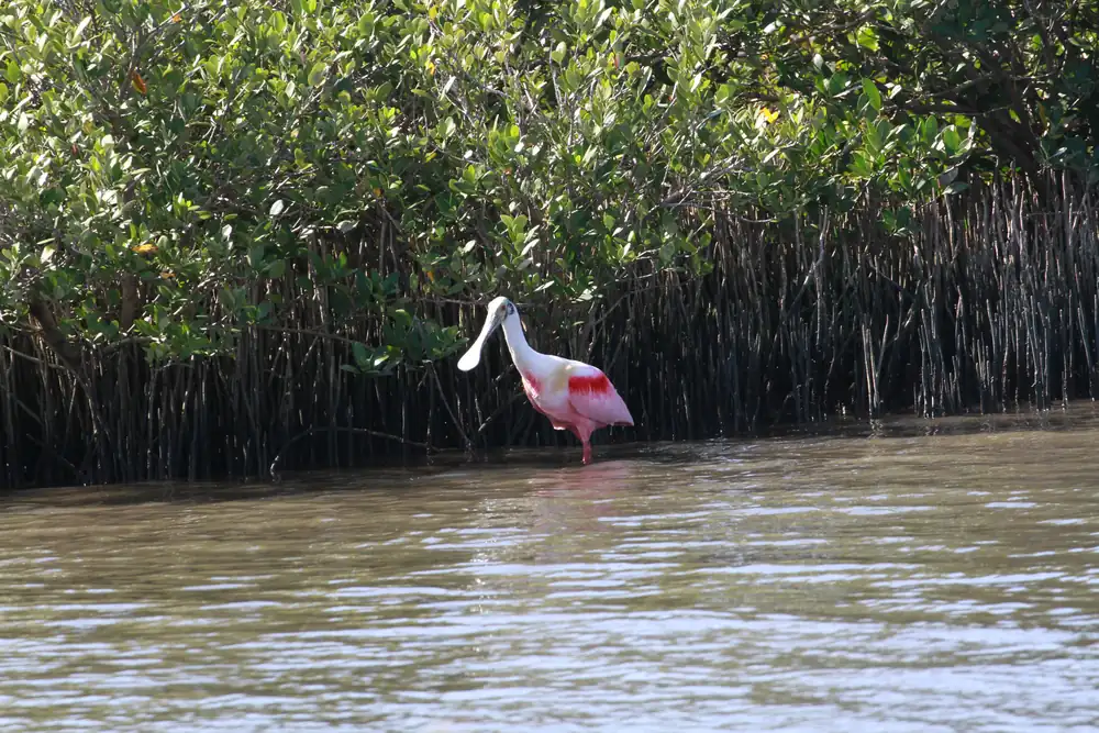 A pink roseate spoonbill with a long flat bill wades in shallow water in front of dark mangrove roots and green leaves