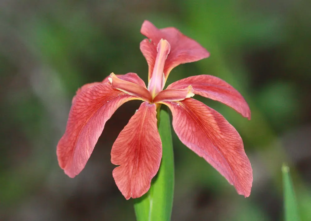 A copper-colored Louisiana iris flower with drooping petals among green leaves.