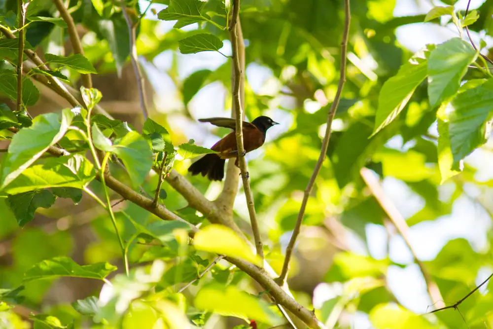 A male orchard oriole, chestnut below and black above, perched on a branch.